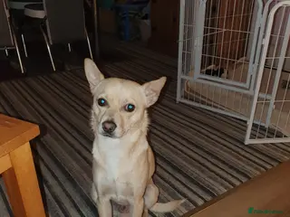 Mixed Breed dogs Fordyce is a Yr old - Advert 3