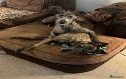 Mixed Breed dogs for sale: Lurcher Siblings - Image 16