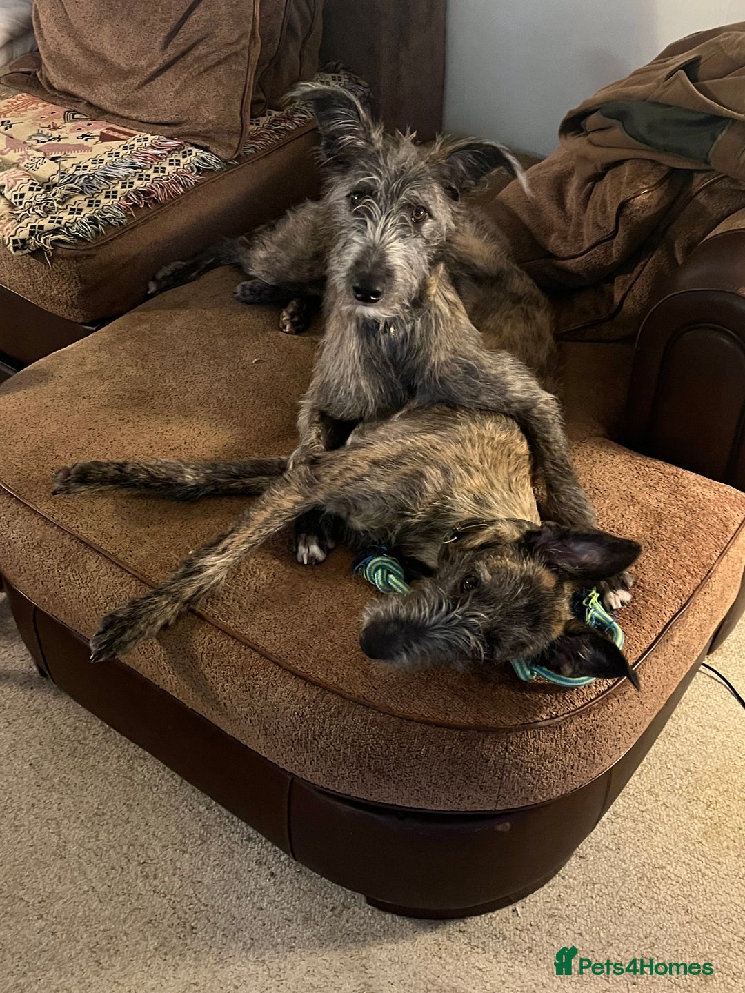 Mixed Breed dogs for sale: Lurcher Siblings - Image 16