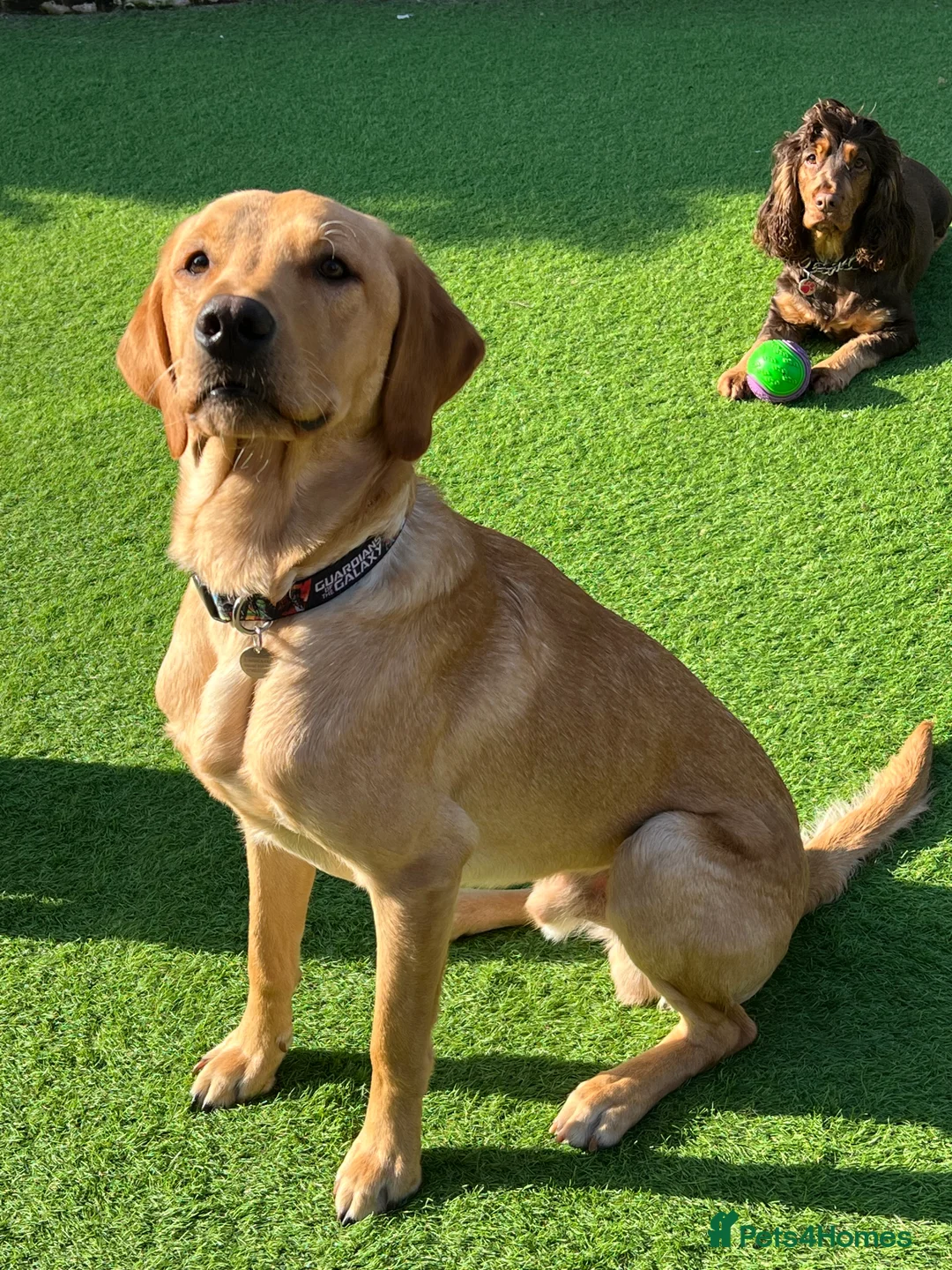 Labrador Retriever dogs for stud: PROVEN, KC REG,HEALTH TESTED LABRADOR FOR STUD in Havant - Advert 23