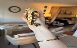 Gecko reptiles for sale: Stunning Friendly Female Tri/Harle Crested Gecko - Image 3