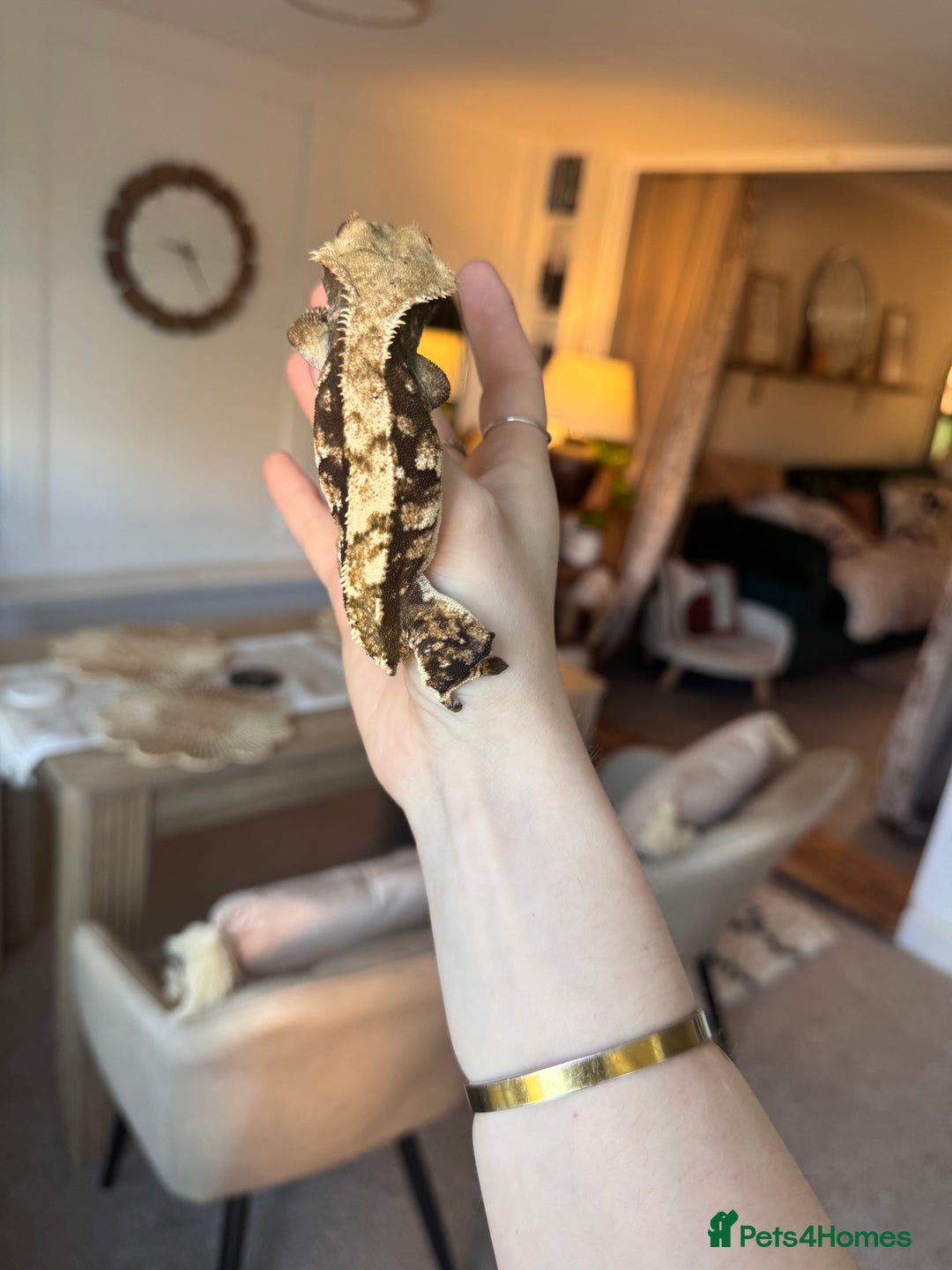Gecko reptiles for sale: Stunning Friendly Female Tri/Harle Crested Gecko - Image 3