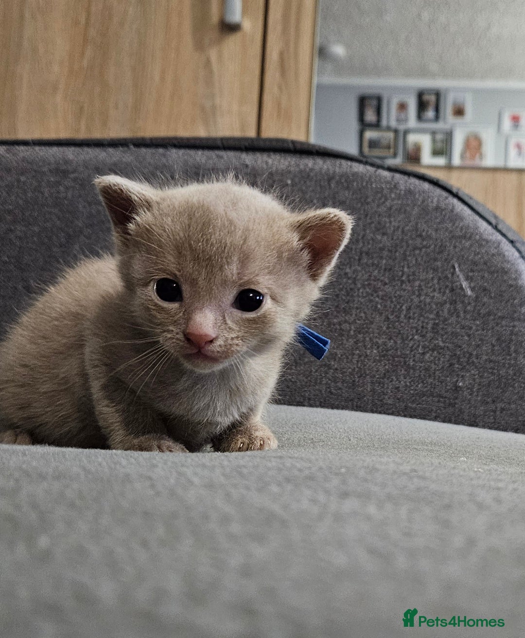 Russian Blue cats for sale: 🐾 last two girls Russian Blue Kittens 🐾 - Advert 8