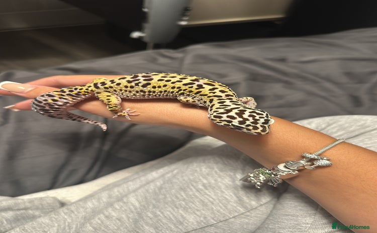 Leopard Gecko reptiles - Advert 2