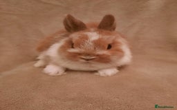 Netherland Dwarf rabbits for sale: Seven Litters Of Netherland Dwarf Babies - Image 8