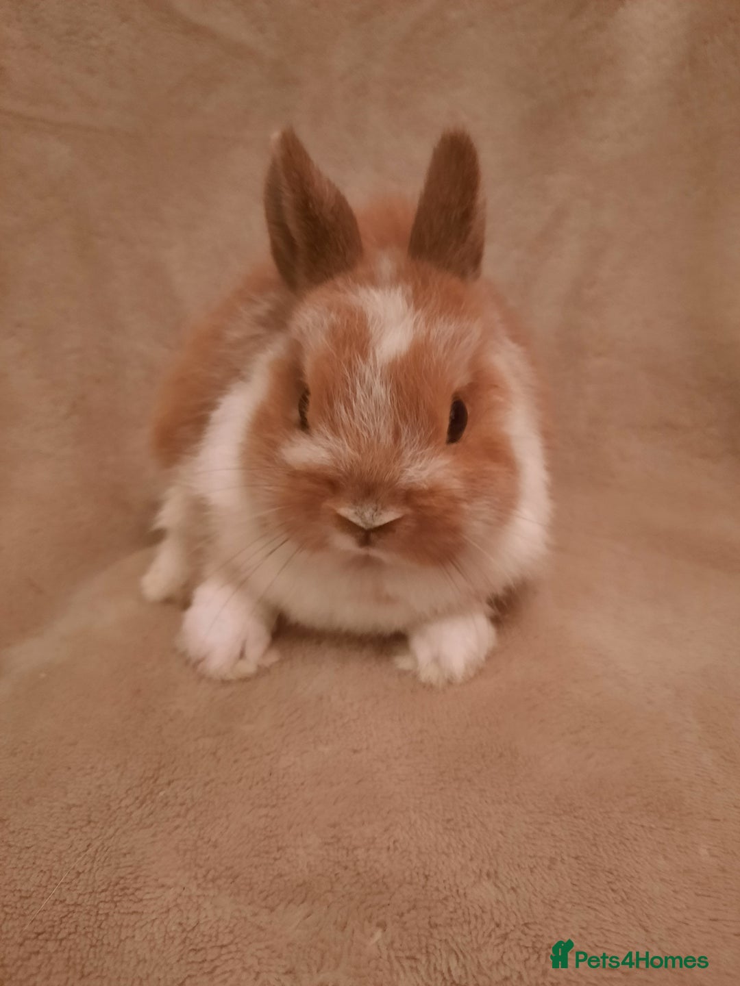 Netherland Dwarf rabbits for sale: Seven Litters Of Netherland Dwarf Babies - Image 8