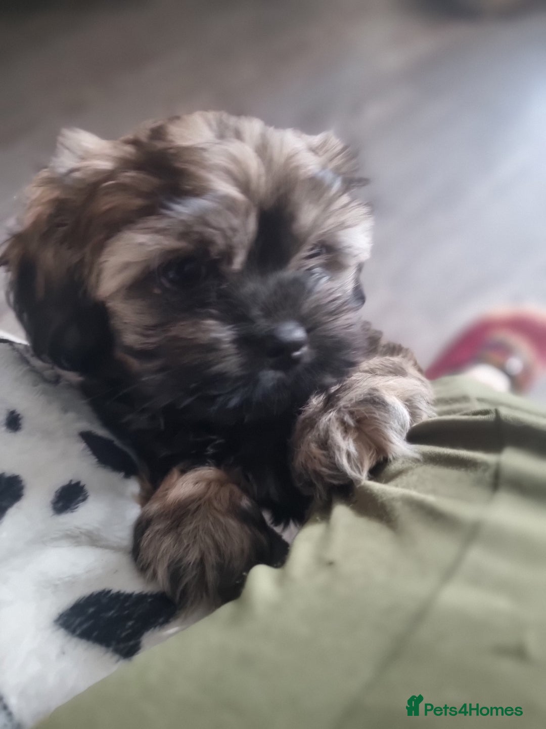 Shih Tzu dogs for sale: Shihtzu pupies. - Advert 13
