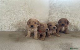 Cockapoo dogs for sale:  f1 cockapoos waiting list open now taking deposit - Image 6