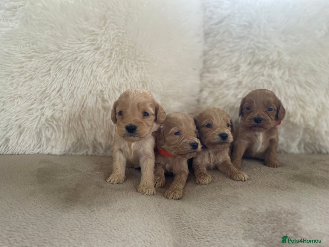 Cockapoo dogs for sale:  f1 cockapoos waiting list open now taking deposit - Image 6