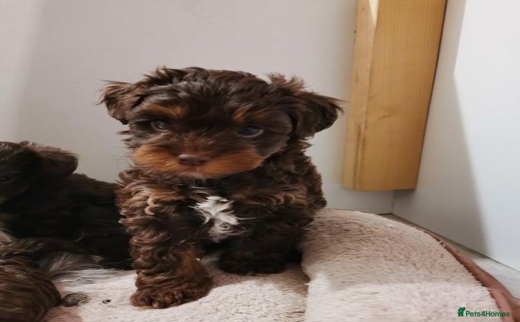 Biewer Terrier dogs - Advert 7