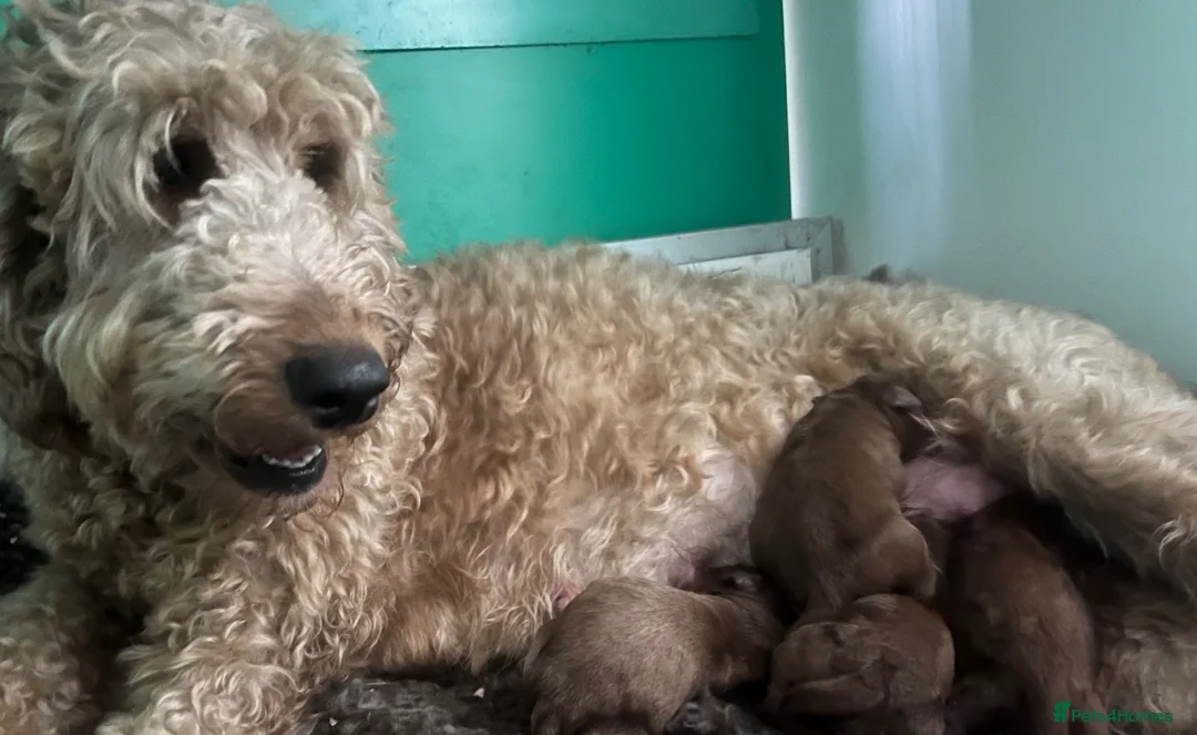 Labradoodle dogs for sale: Mini Irishdoodle Ready now! health tested parents  - Advert 35