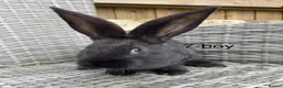 Continental Giant rabbits for sale: 🐇 pure bred continental giants 🐇  - Advert 8