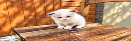Ragdoll cats for sale: 2 beautiful Ragdoll kittens in High Wycombe - Advert 4