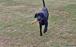 Labrador Retriever dogs for stud: Playful and handsome labrador retriever  - Image 2