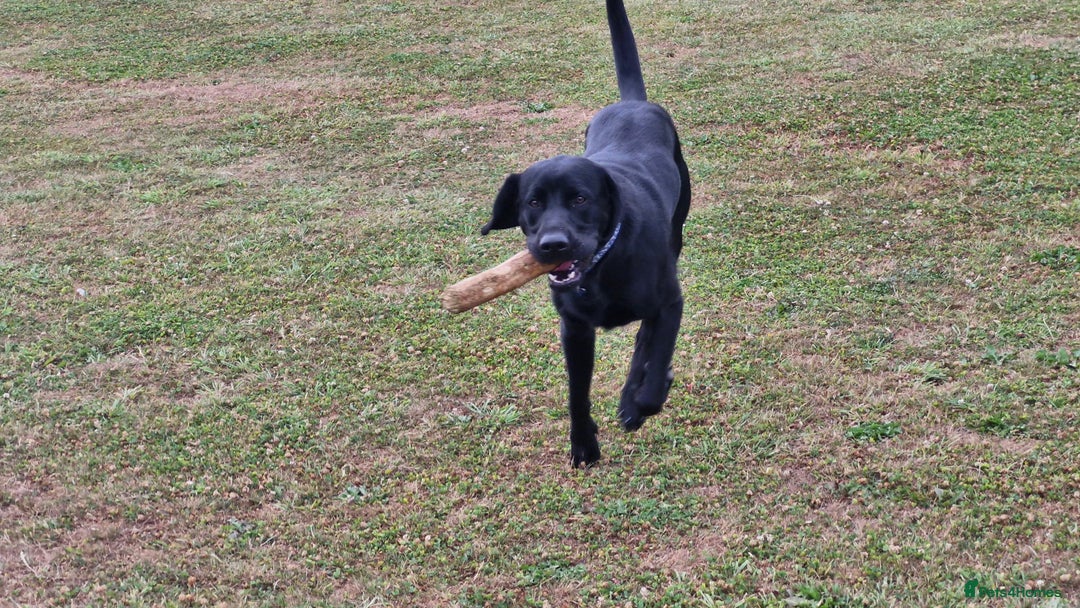 Labrador Retriever dogs for stud: Playful and handsome labrador retriever  - Image 2