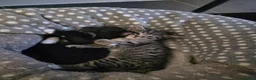 Mixed Breed cats for sale: Beautiful Kittens  in Lichfield - Advert 5