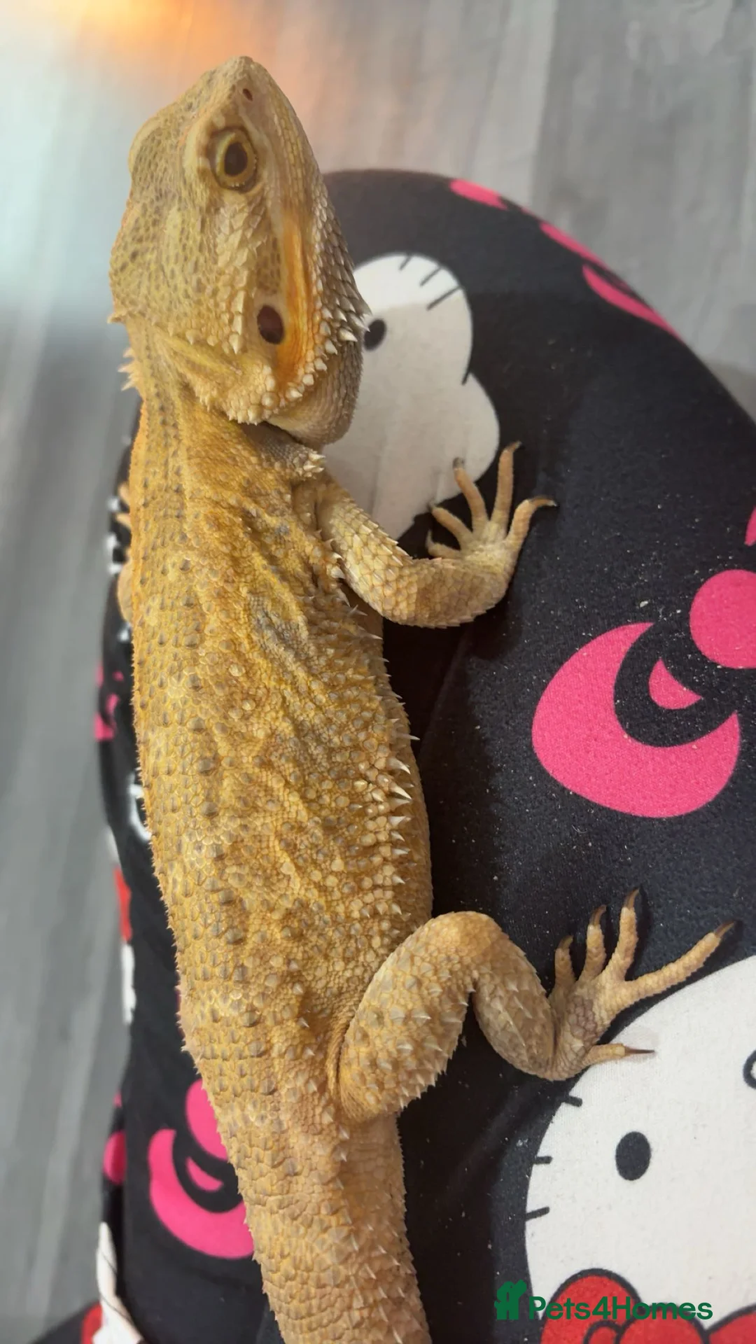 Bearded Dragon reptiles for sale: Bearded dragon  - Advert 2