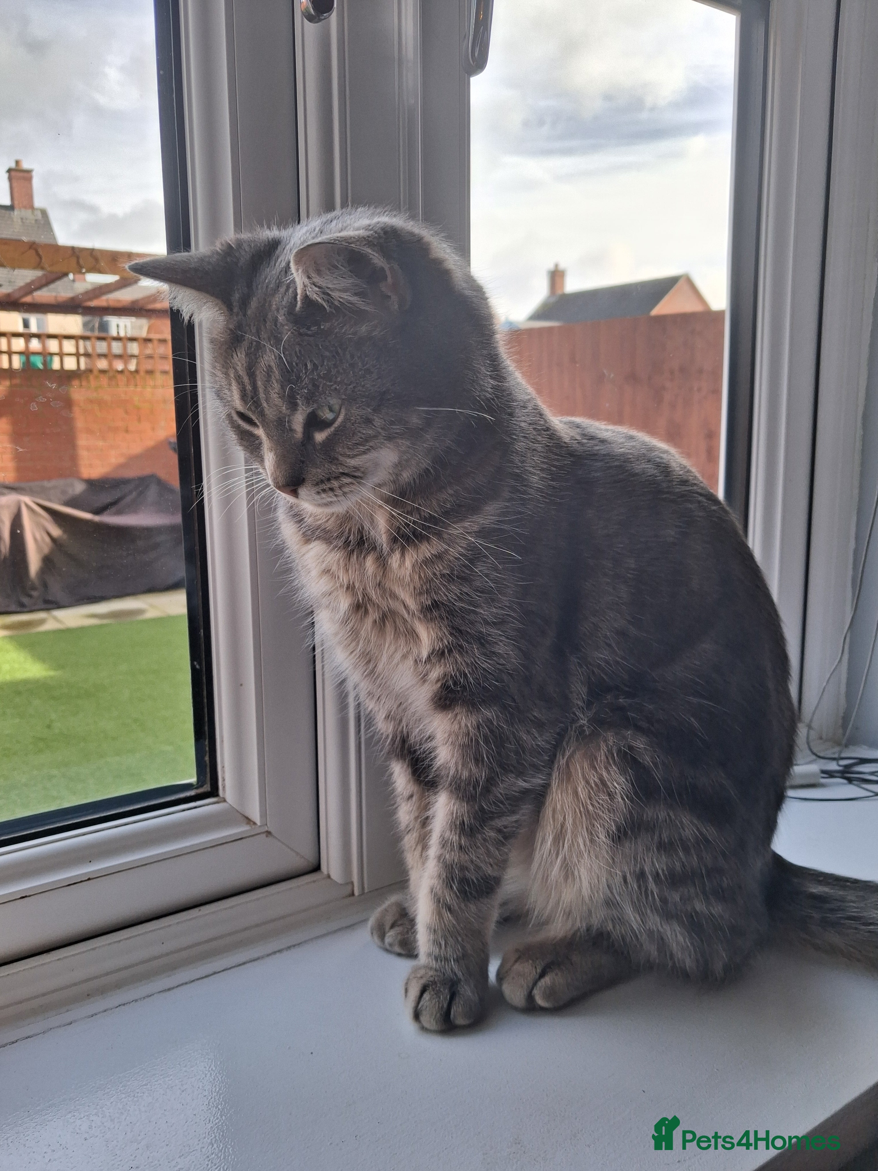 Domestic Shorthair cats Meet Luna - Advert 23