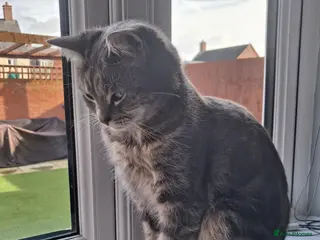 Domestic Shorthair cats Meet Luna - Advert 23