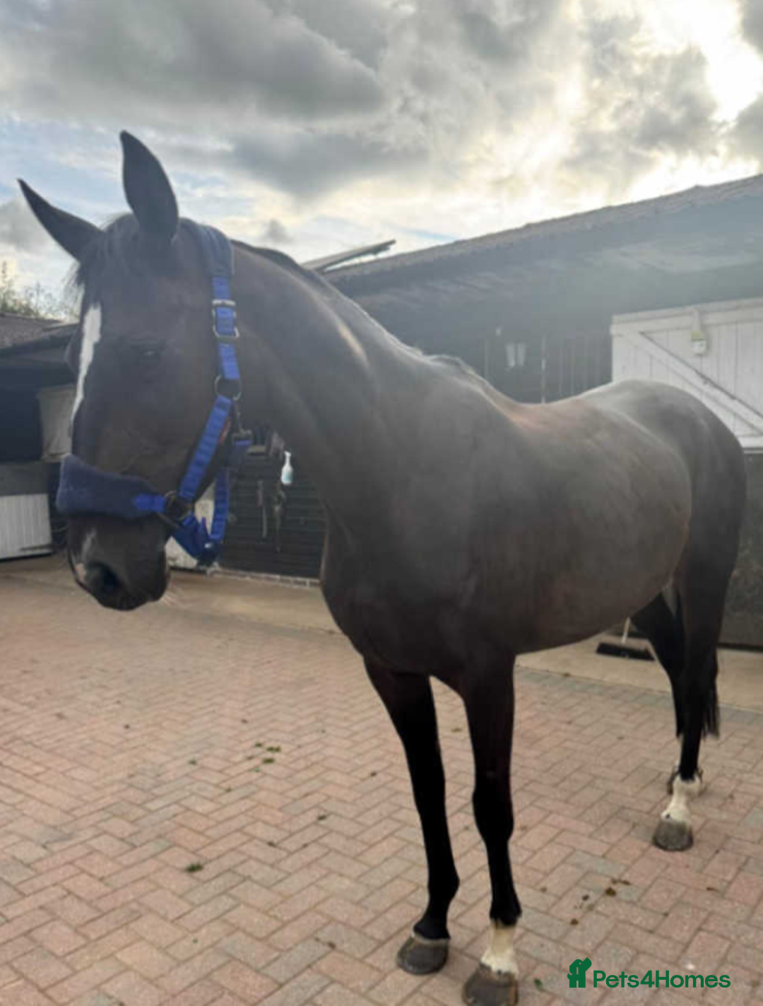 Irish Thoroughbred horses for sale: Crunchie-TB mare for sale with Galileo bloodlines - Image 2