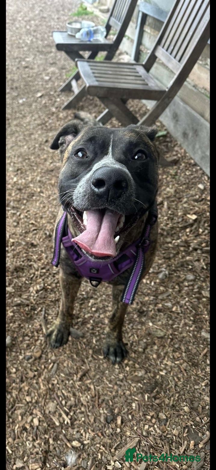 Mixed Breed dogs Nala  in Dumfries - Advert 6