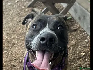 Mixed Breed dogs Nala in Dumfries - Advert 6