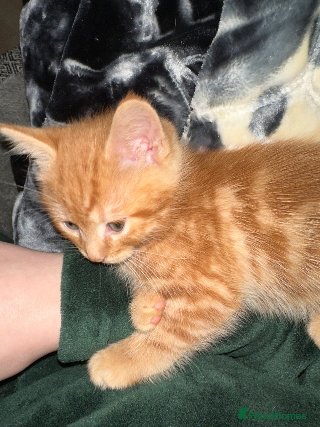 Scottish Fold cats for sale: Ginger Scottish fold/straights - Advert 15