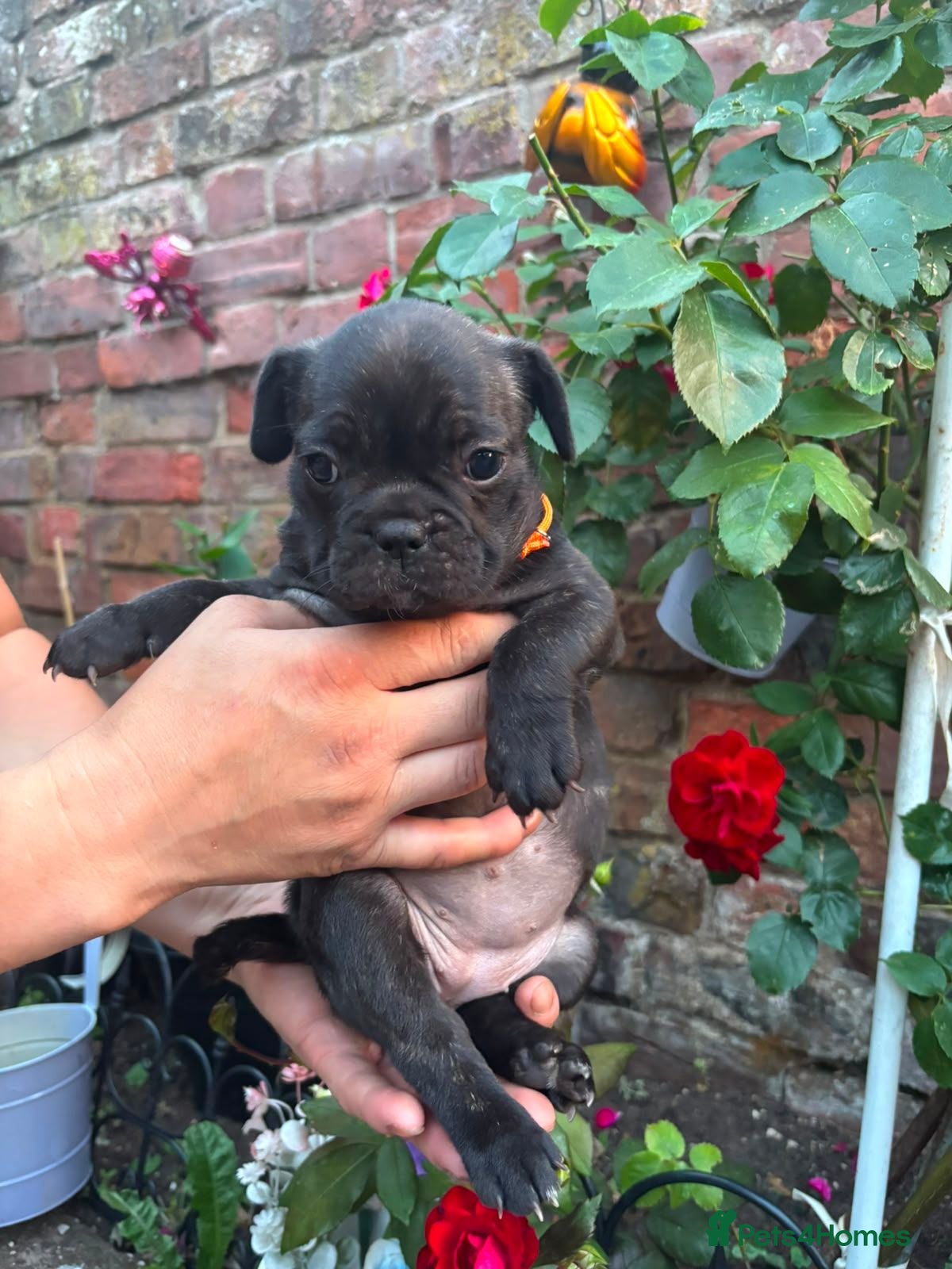 Mixed Breed dogs Beautiful French Bulldog Puppies – Ready Soon - Advert 1