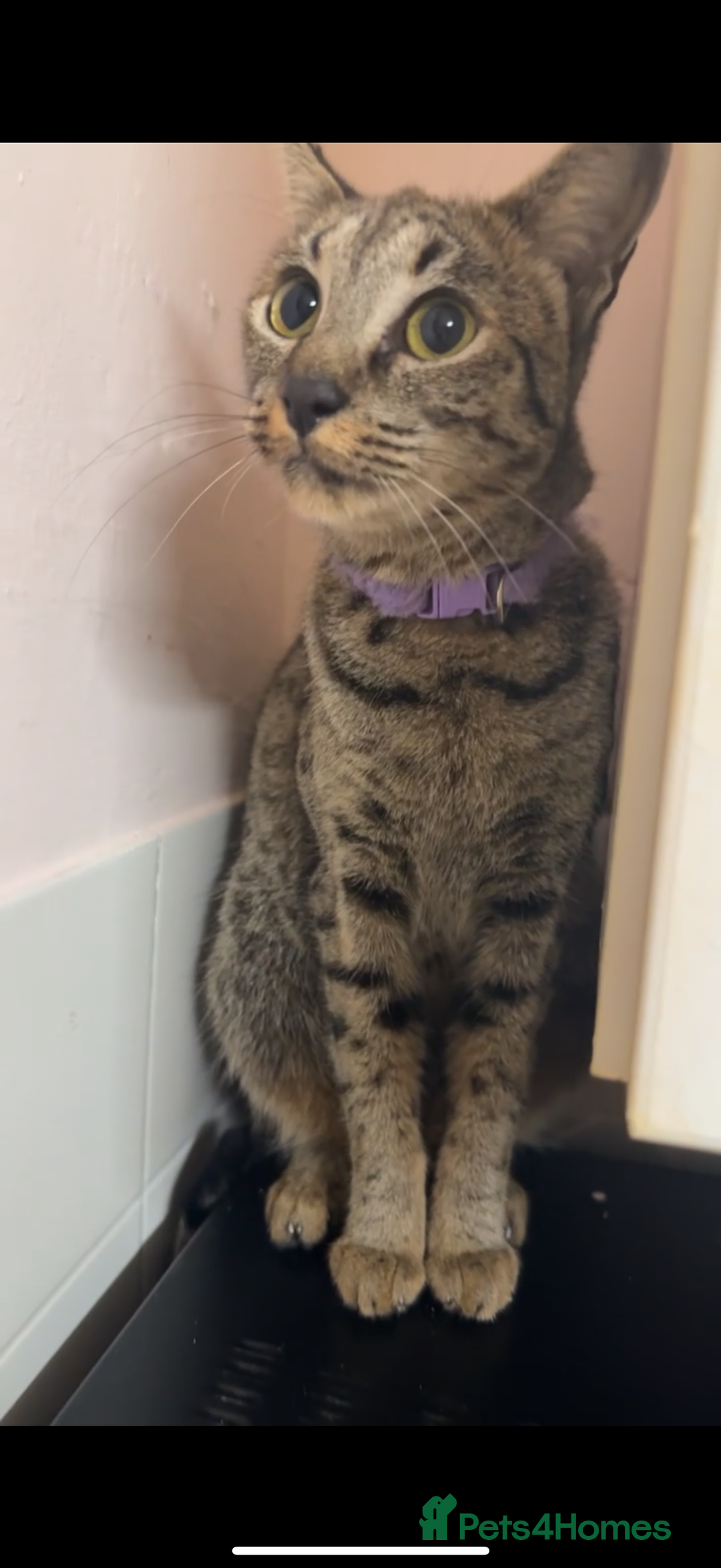 Savannah cats for sale: F3 Savannah Female  - Advert 5