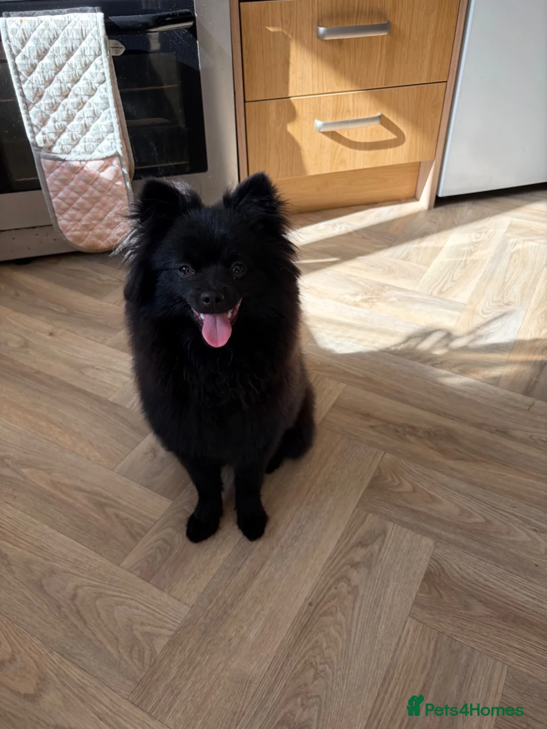 Pomeranian dogs for sale: Pomeranian  in North Shields - Advert 2