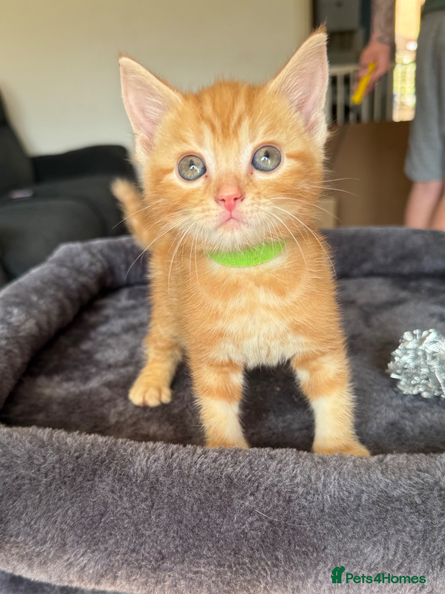 Mixed Breed cats 6 beautiful ginger kittens  - Advert 1