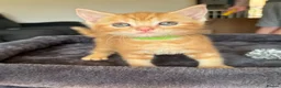 Mixed Breed cats for sale: 6 beautiful ginger kittens  - Advert 1