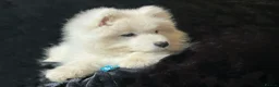 Samoyed dogs for sale: Beautiful Samoyed Puppies from Champion Father - Advert 20