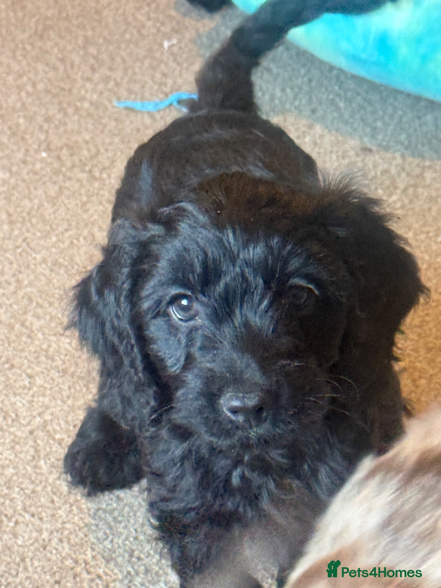 Cockapoo dogs Miniature Cockapoo puppy  - Advert 14
