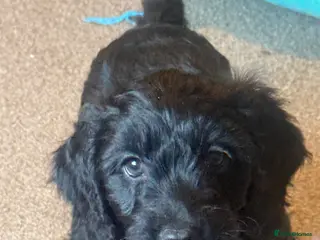 Cockapoo dogs Miniature Cockapoo puppy - Advert 1
