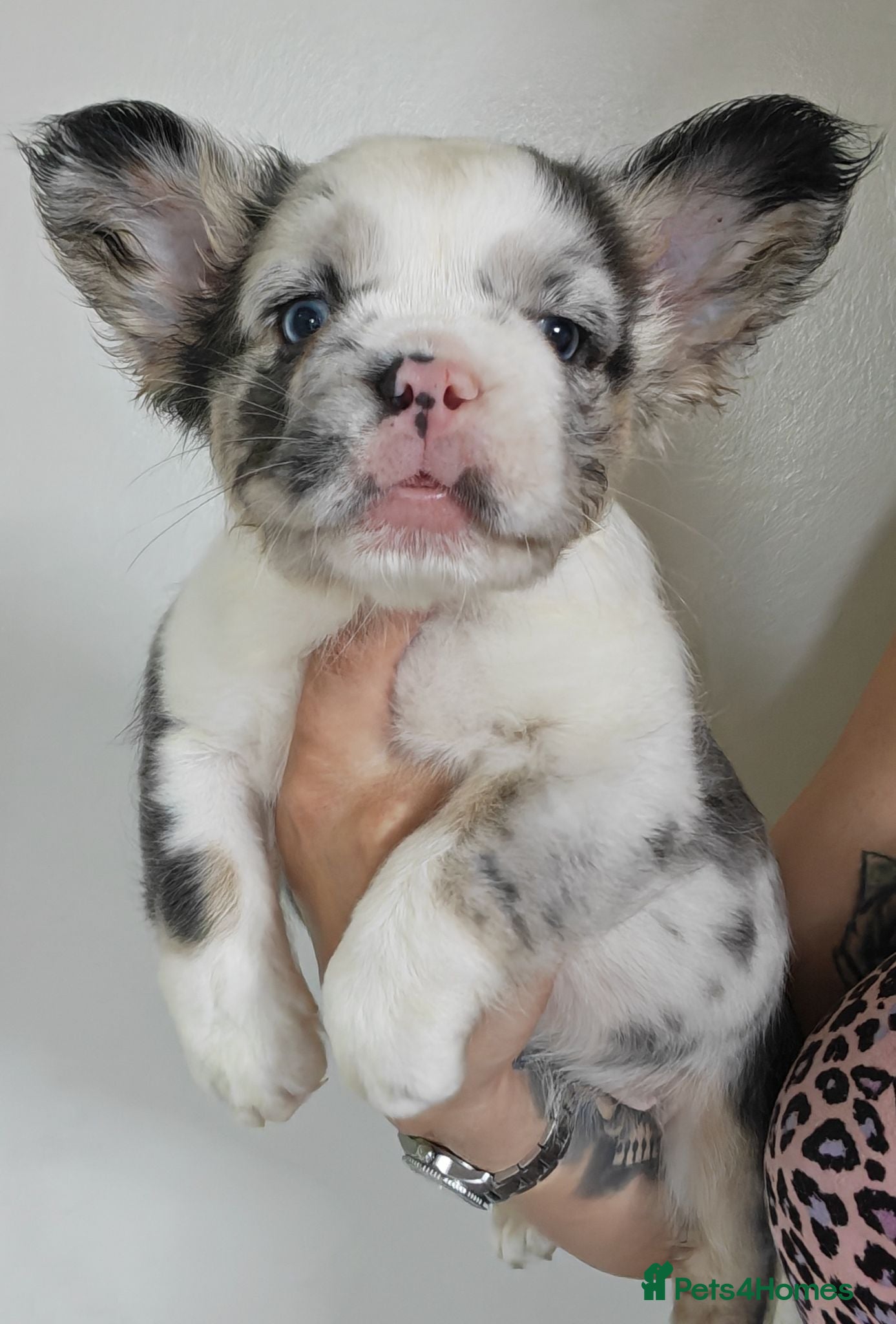 French Bulldog dogs Fluffy French Bulldogs - Advert 2