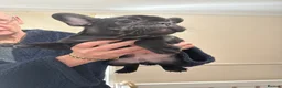 French Bulldog dogs for sale: 2 stunning french bulldogs  - Advert 34