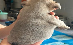 French Bulldog dogs for sale: Furry french bulldogs - Image 5