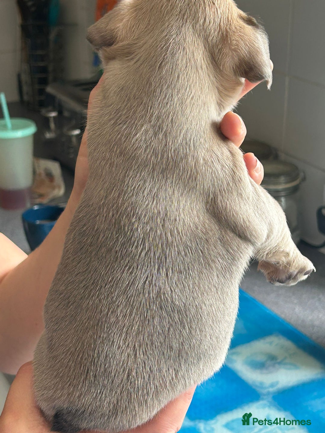French Bulldog dogs for sale: Furry french bulldogs - Image 5