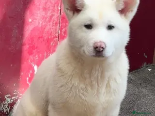 Japanese Akita Inu dogs Japanese Akita Inu - Advert 8