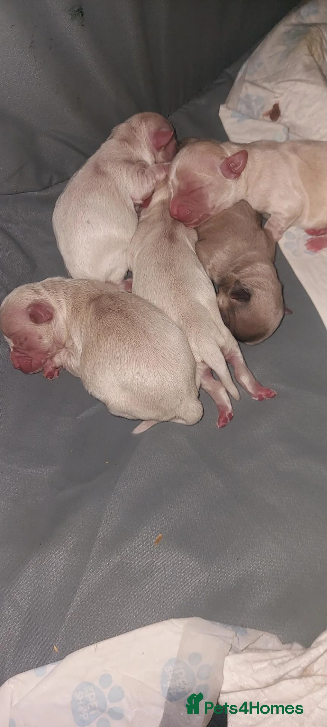 Chihuahua dogs for sale: Chihuahua puppies  in Willenhall - Advert 2