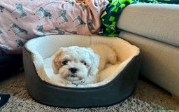 Zuchon dogs for sale: Lovely little Bichon x Shih Tzu aged 4  - Image 1