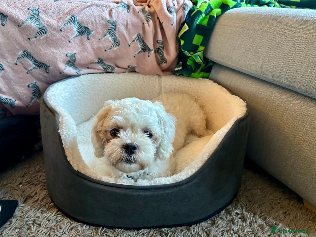 Zuchon dogs for sale: Lovely little Bichon x Shih Tzu aged 4  - Image 1