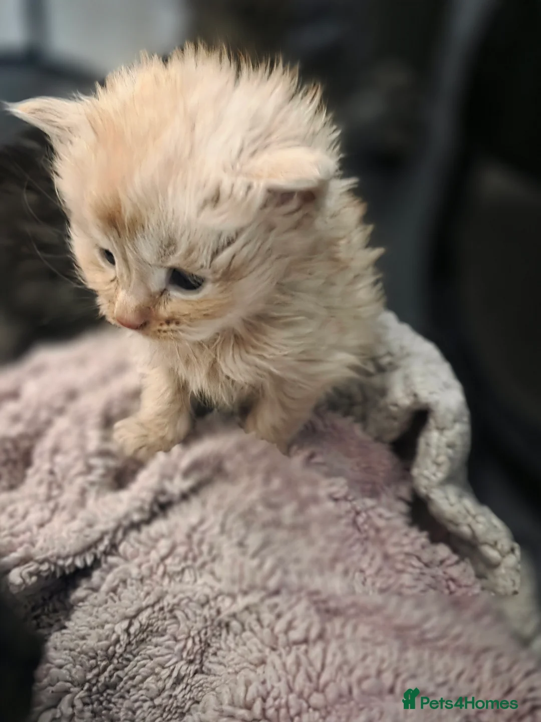 Maine Coon cats for sale: Maine Coon Kittens - Advert 2