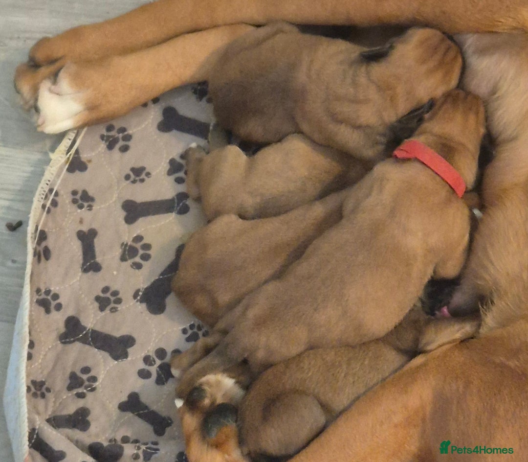 Boxer dogs for sale: ** 1 left*Beautiful bobtail & longtail kc boxer  - Advert 5