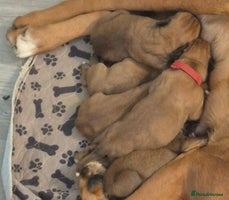 Boxer dogs - Advert 5