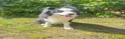 Border Collie dogs for sale: A litter of 8 puppies confirmed!  - Advert 5
