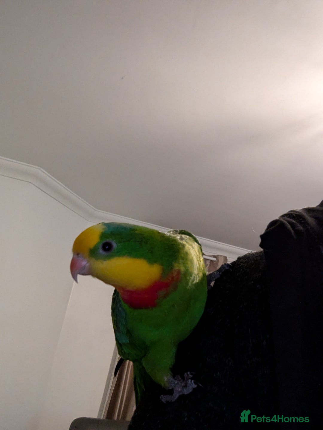 Parakeets birds for sale: Male barraband parakeet - Advert 4