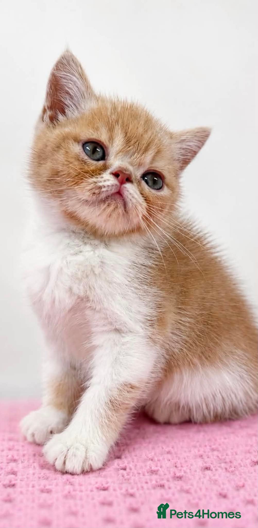 Exotic cats Chunky exotic female kitten - Advert 6