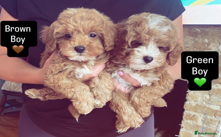 Mixed Breed dogs - Advert 9
